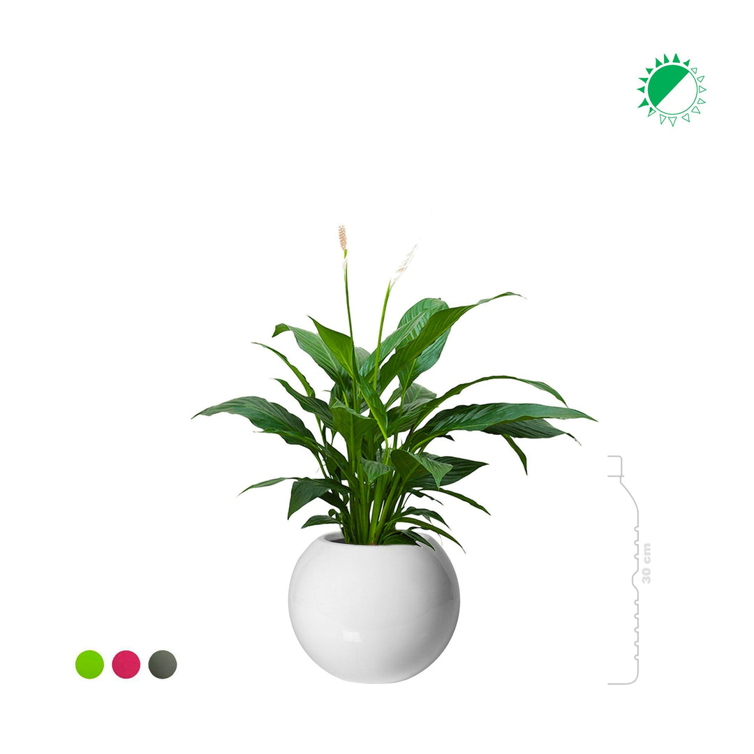 Spathiphyllum Beth31 PLANTES ET POTS DE BUREAUX 