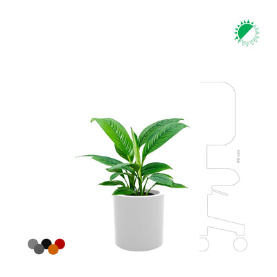 Spathiphyllum Cilindro30 PLANTES ET POTS DE BUREAUX 