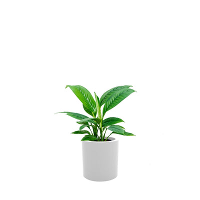 Spathiphyllum Cilindro30 PLANTES ET POTS DE BUREAUX Location/Entretien (HT/mois) Blanc 