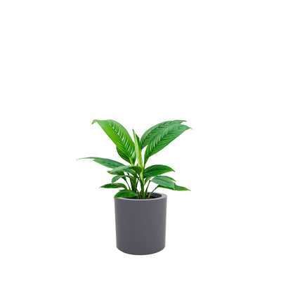Spathiphyllum Cilindro30 PLANTES ET POTS DE BUREAUX Location/Entretien (HT/mois) Gris 
