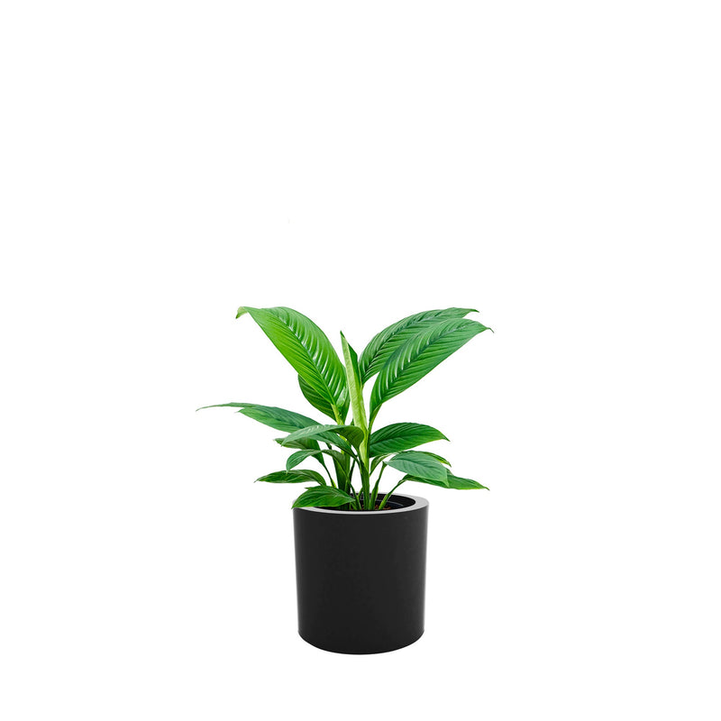 Spathiphyllum Cilindro30 PLANTES ET POTS DE BUREAUX Location/Entretien (HT/mois) Noir 