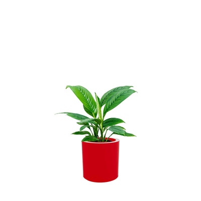 Spathiphyllum Cilindro30 PLANTES ET POTS DE BUREAUX Location/Entretien (HT/mois) Rouge 