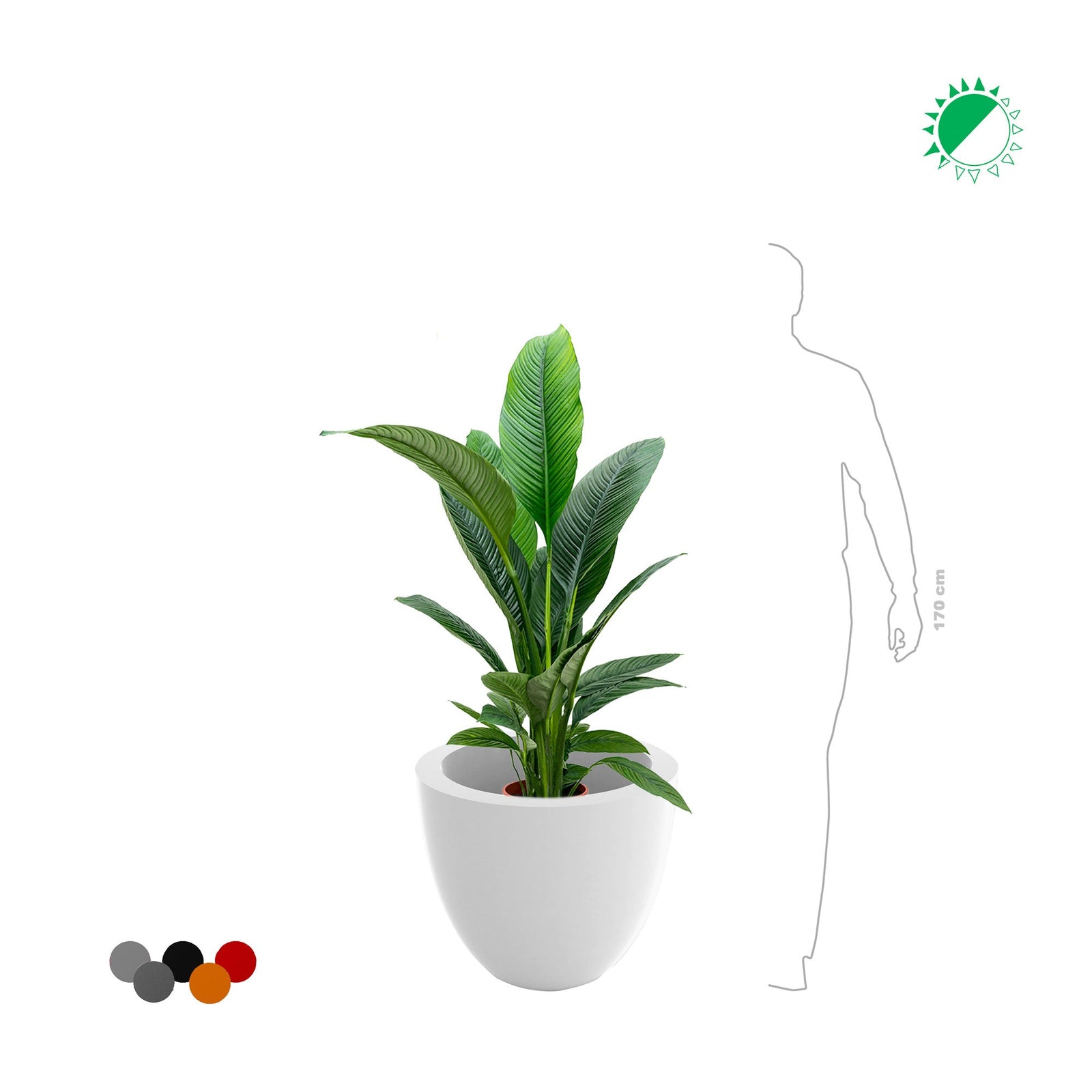 Spathiphyllum Cuenco50 PLANTES ET POTS DE BUREAUX 