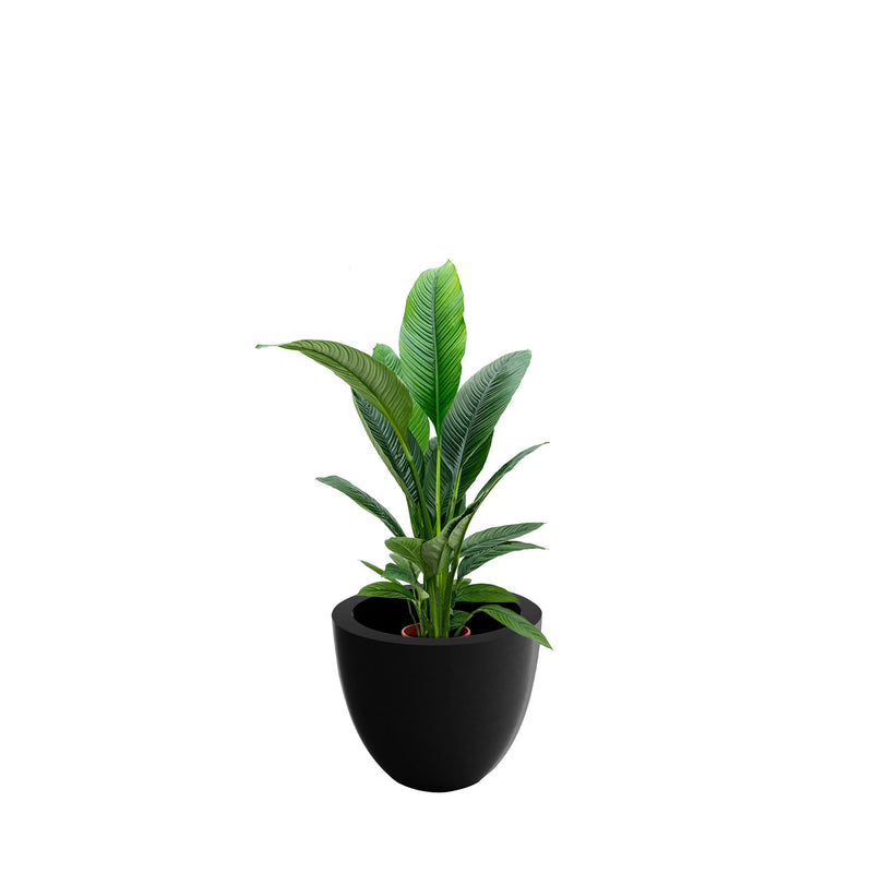 Spathiphyllum Cuenco50 PLANTES ET POTS DE BUREAUX Location/Entretien (HT/mois) Noir 