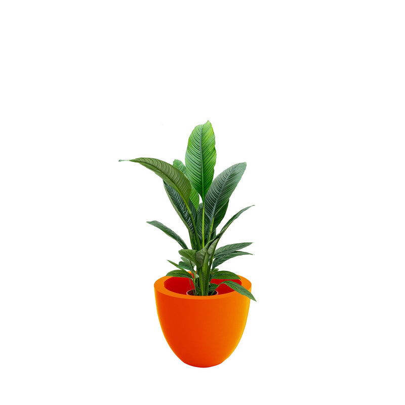 Spathiphyllum Cuenco50 PLANTES ET POTS DE BUREAUX Location/Entretien (HT/mois) Orange 