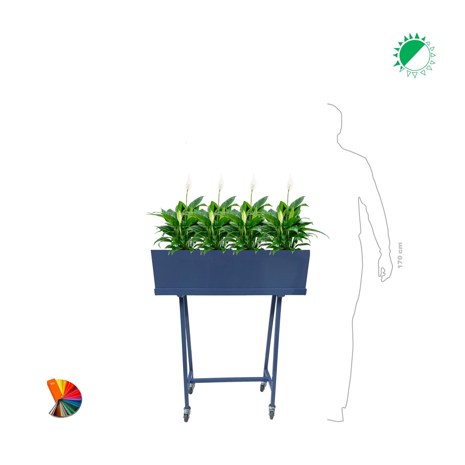 Spathiphyllum Green moving PLANTES ET POTS DE BUREAUX 