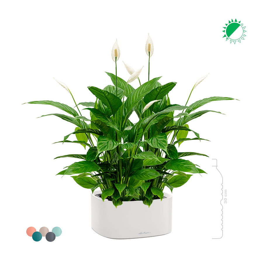 Spathiphyllum Lechuza Pila PLANTES ET POTS DE BUREAUX 