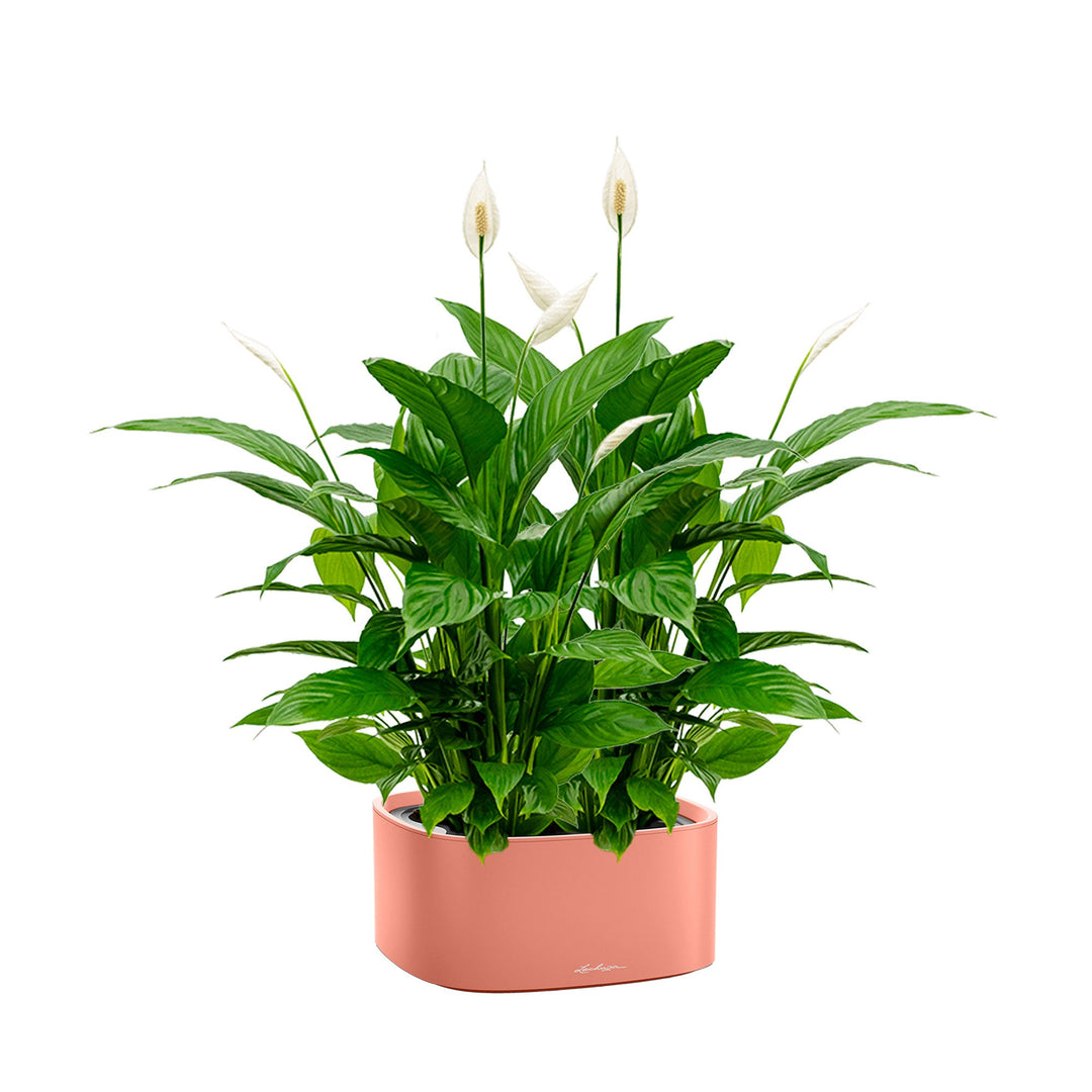 Spathiphyllum Lechuza Pila PLANTES ET POTS DE BUREAUX Corail 