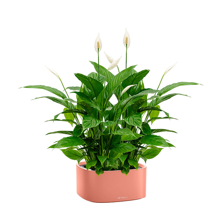 Spathiphyllum Lechuza Pila PLANTES ET POTS DE BUREAUX Corail 