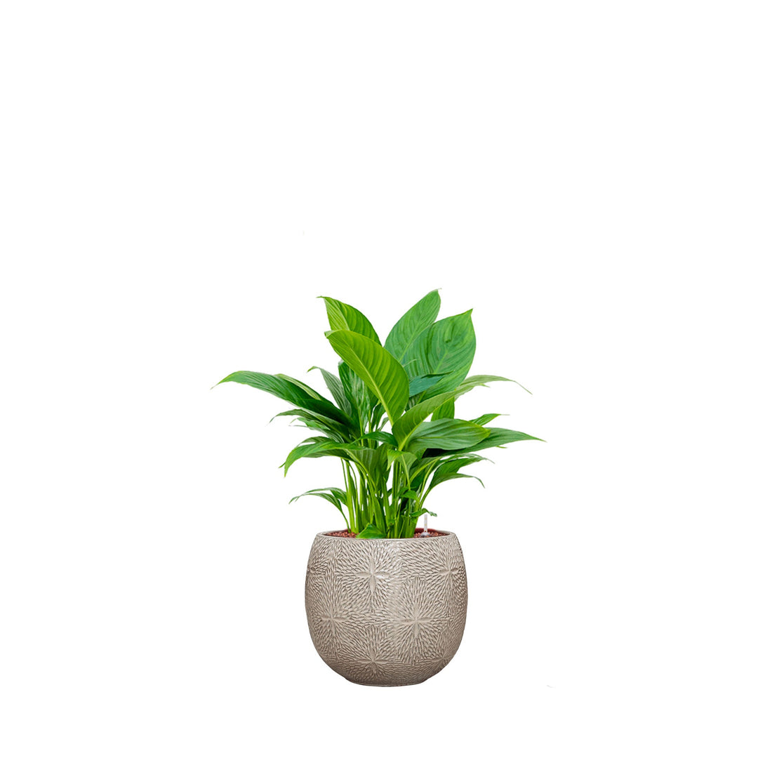 Spathiphyllum Marly30 PLANTES ET POTS DE BUREAUX Location/Entretien (HT/mois) Blanc 