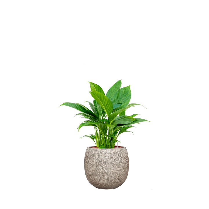 Spathiphyllum Marly30 PLANTES ET POTS DE BUREAUX Location/Entretien (HT/mois) Blanc 