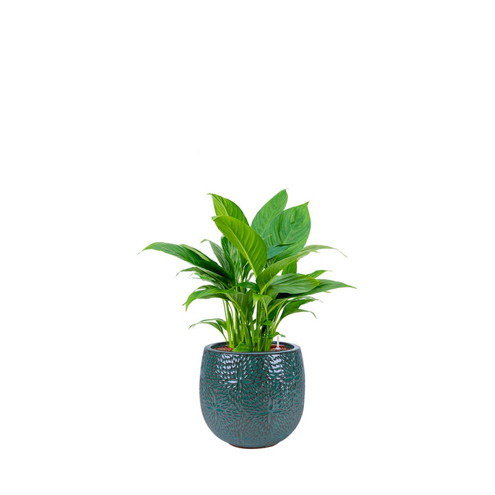 Spathiphyllum Marly30 PLANTES ET POTS DE BUREAUX Location/Entretien (HT/mois) Bleu 