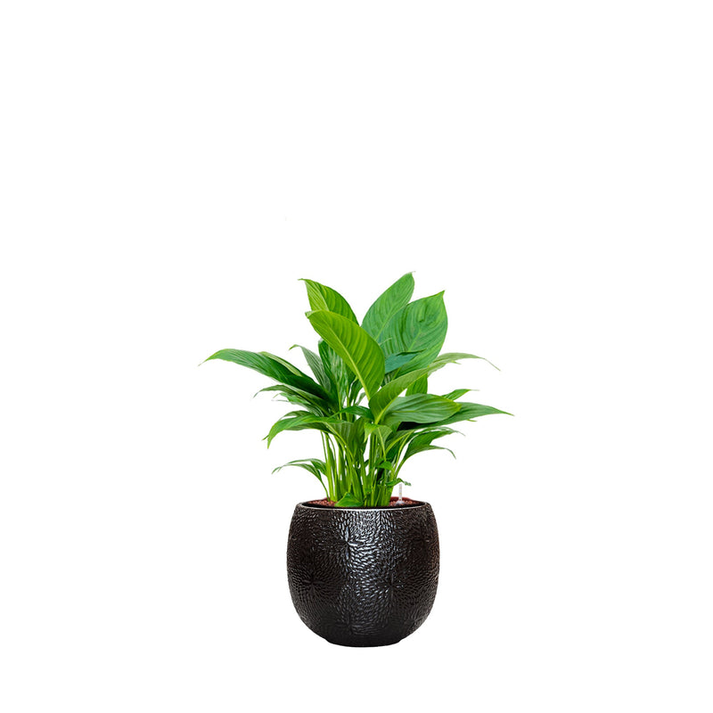 Spathiphyllum Marly30 PLANTES ET POTS DE BUREAUX Location/Entretien (HT/mois) Noir 