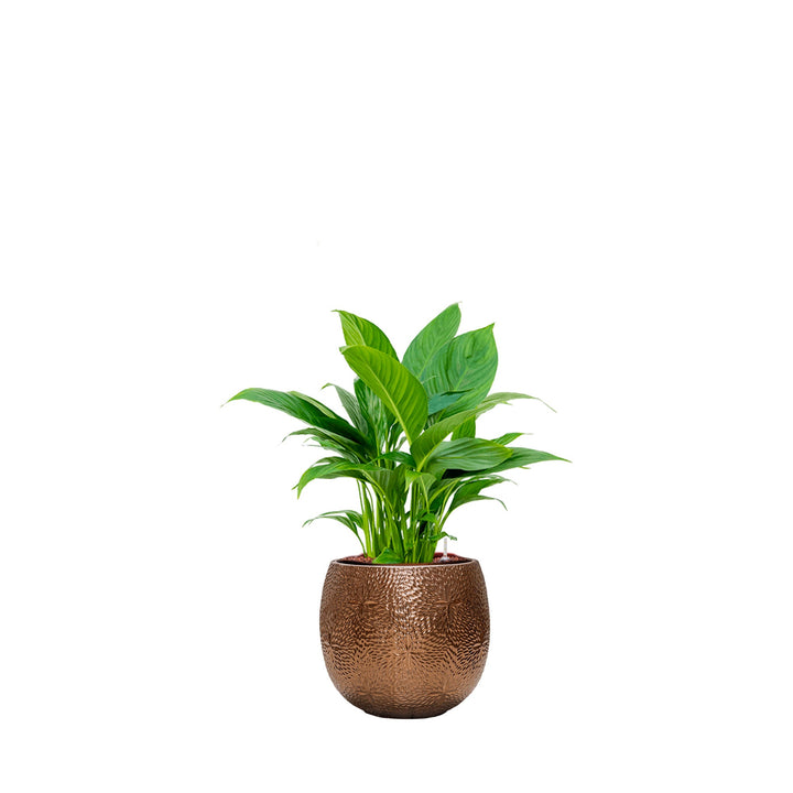 Spathiphyllum Marly30 PLANTES ET POTS DE BUREAUX Location/Entretien (HT/mois) Or 