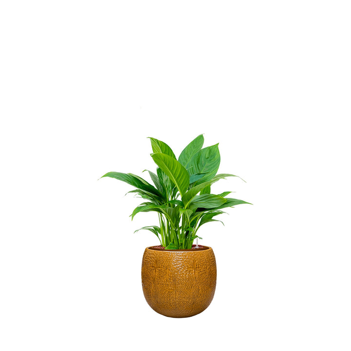 Spathiphyllum Marly30 PLANTES ET POTS DE BUREAUX Location/Entretien (HT/mois) Orange 