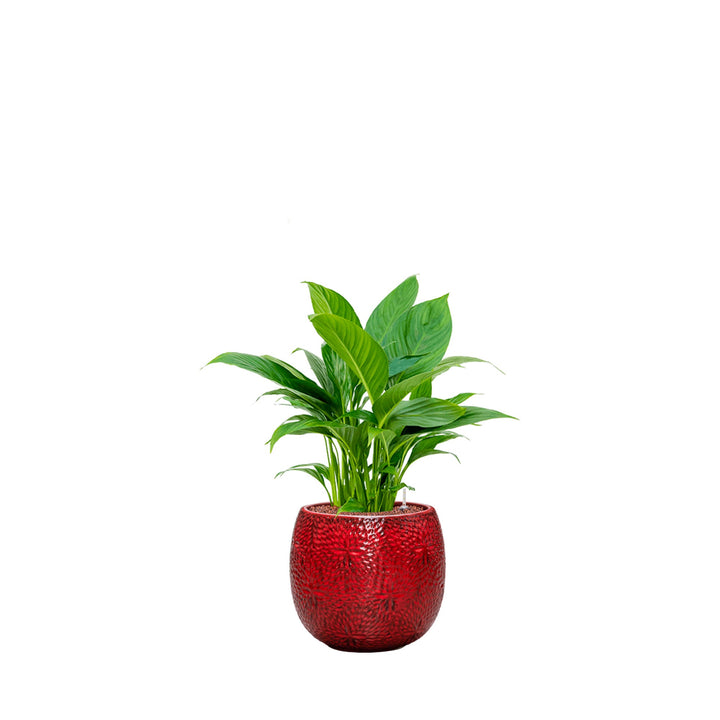Spathiphyllum Marly30 PLANTES ET POTS DE BUREAUX Location/Entretien (HT/mois) Rouge 