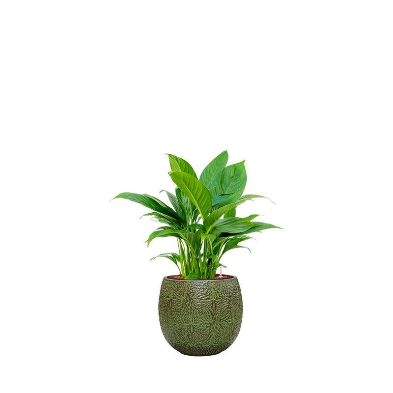 Spathiphyllum Marly30 PLANTES ET POTS DE BUREAUX Location/Entretien (HT/mois) Vert 