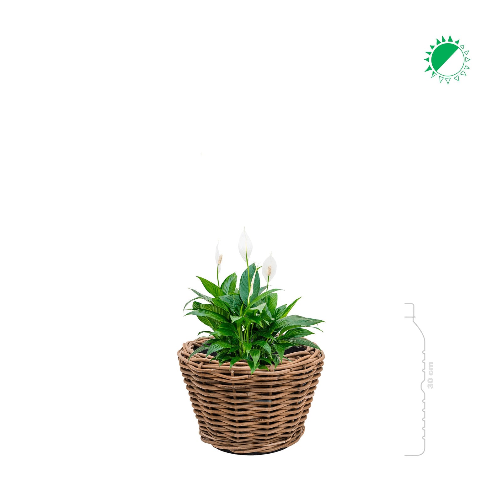 Spathiphyllum Osier27 PLANTES ET POTS DE BUREAUX 