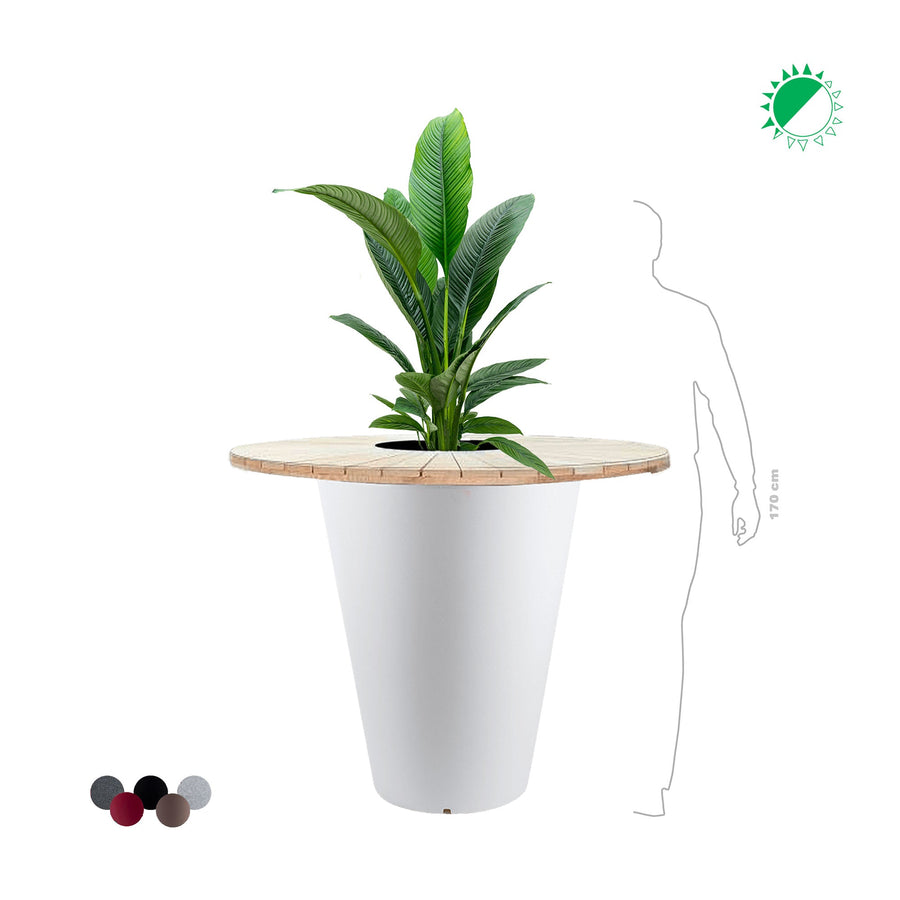 Spathiphyllum sensation "Mange debout" Otium PLANTES ET POTS DE BUREAUX 