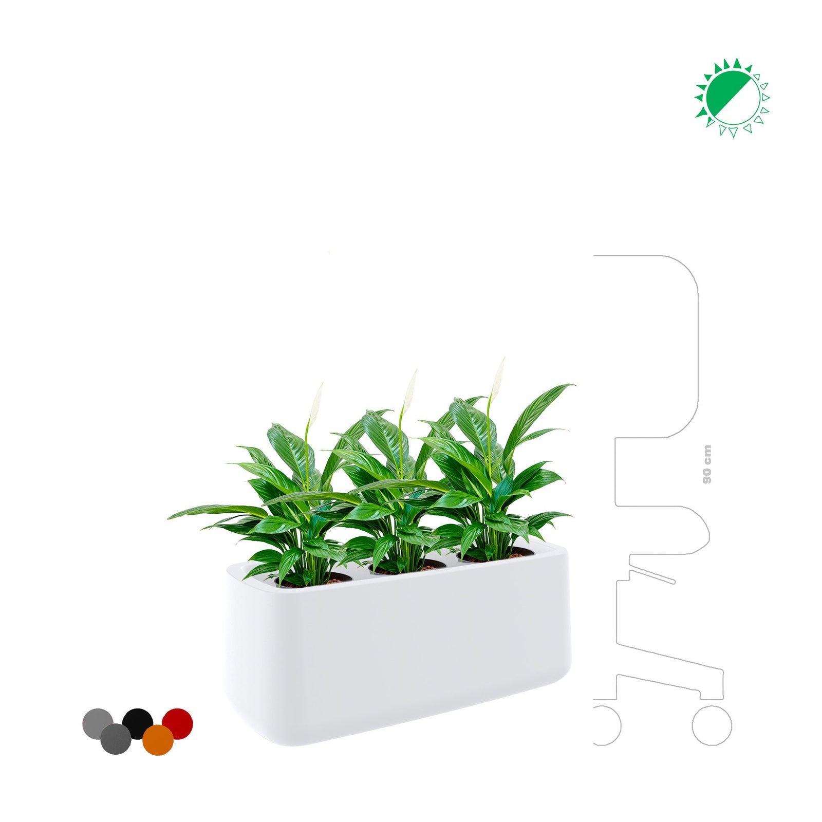 Spathiphyllum Ulm8434 PLANTES ET POTS DE BUREAUX 