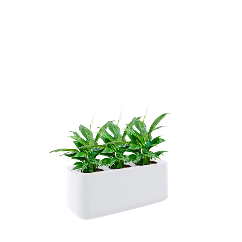 Spathiphyllum Ulm8434 PLANTES ET POTS DE BUREAUX Location/Entretien (HT/mois) Blanc 