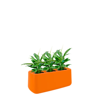 Spathiphyllum Ulm8434 PLANTES ET POTS DE BUREAUX Location/Entretien (HT/mois) Orange 