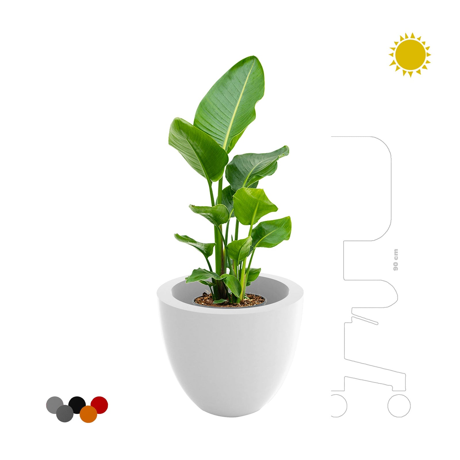 Strelitzia Cuenco40 PLANTES ET POTS DE BUREAUX 