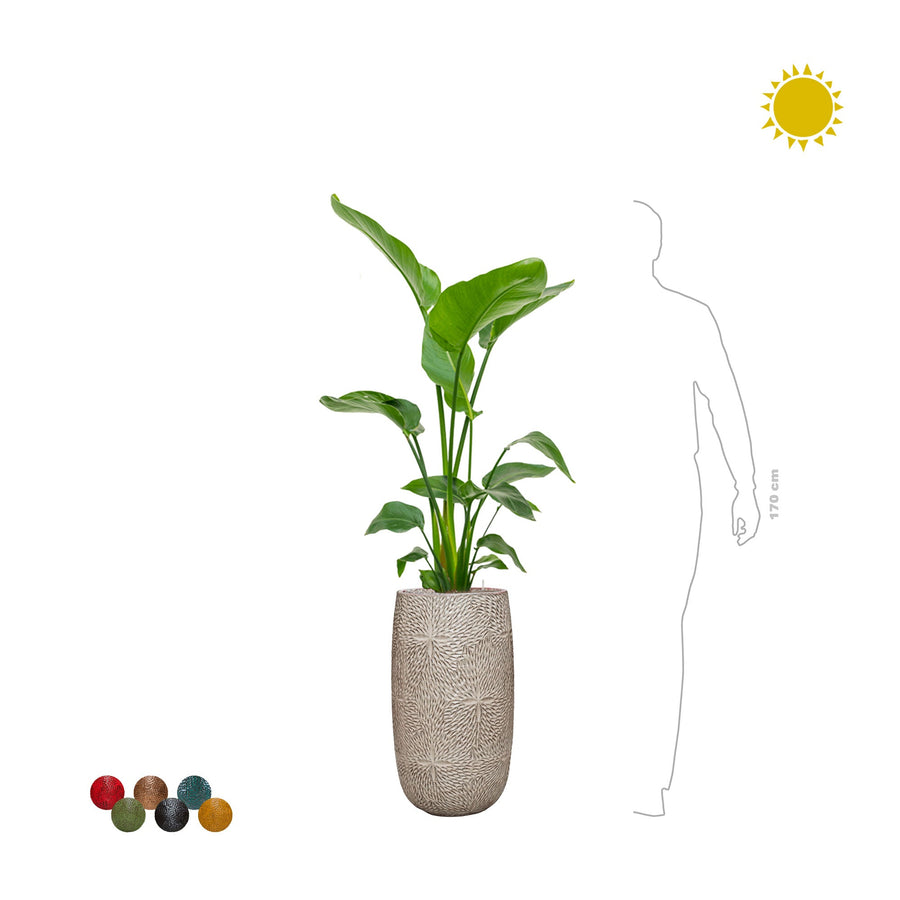 Strelitzia Marly63PLANTES ET POTS DE BUREAUX 