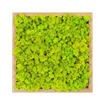 Tableau lichen vert citron carré 60x60 PLANTES ET POTS DE BUREAUX 