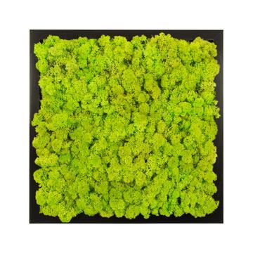 Tableau lichen vert citron carré 60x60 PLANTES ET POTS DE BUREAUX 