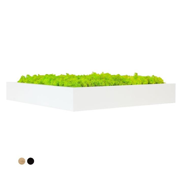 Tableau lichen vert citron carré 40x40