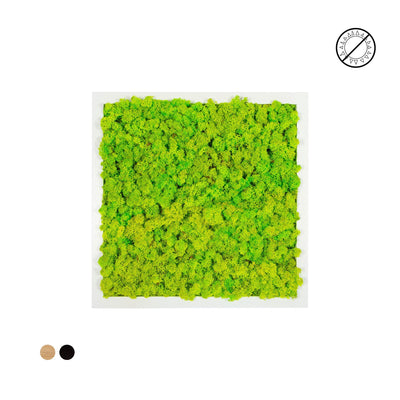 Tableau lichen vert citron carré 40x40 PLANTES ET POTS DE BUREAUX 