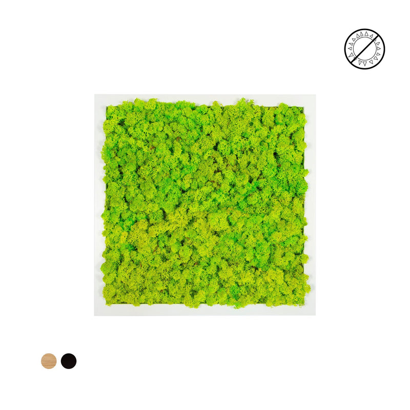 Tableau lichen vert citron carré 40x40 PLANTES ET POTS DE BUREAUX 