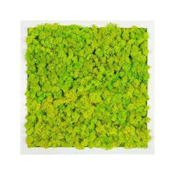 Tableau lichen vert citron carré 40x40
