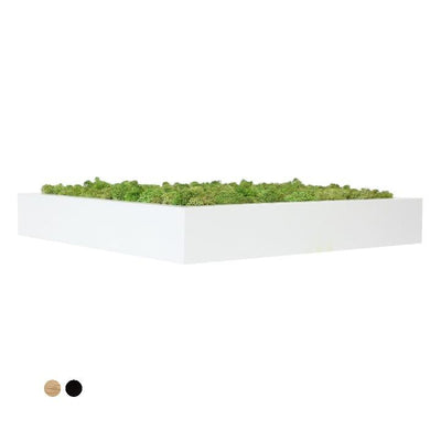 Tableau lichen vert mint carré 60x60 PLANTES ET POTS DE BUREAUX 