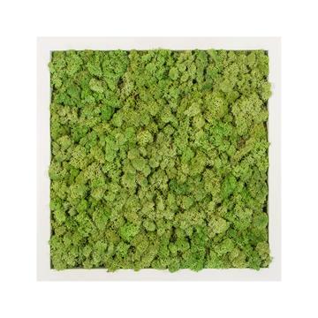 Tableau lichen vert mint carré 60x60 PLANTES ET POTS DE BUREAUX  blanc