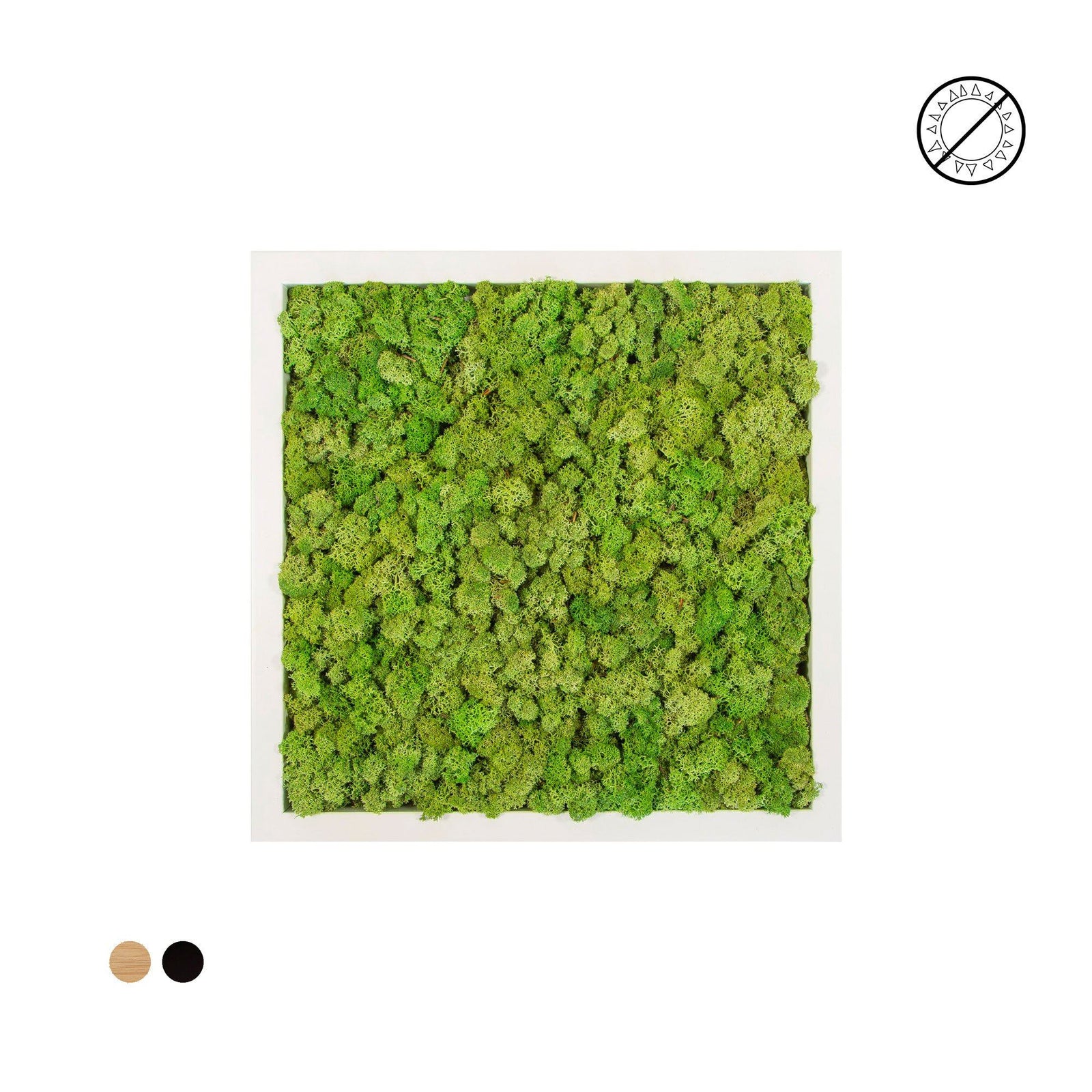 Tableau lichen vert mint carré 40x40 PLANTES ET POTS DE BUREAUX 