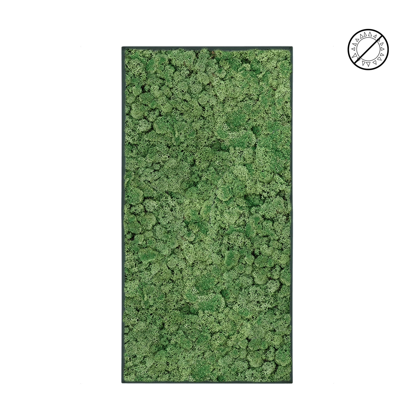 Tableau Lichen Vert mousse 100x50 PLANTES ET POTS DE BUREAUX 