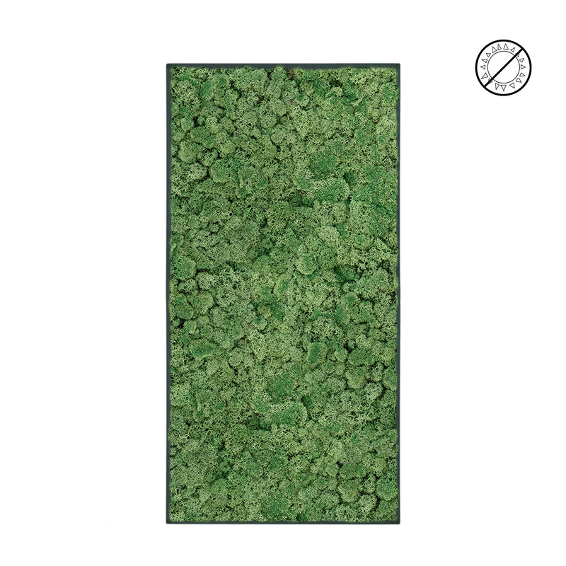 Tableau Lichen Vert mousse 100x50 PLANTES ET POTS DE BUREAUX 