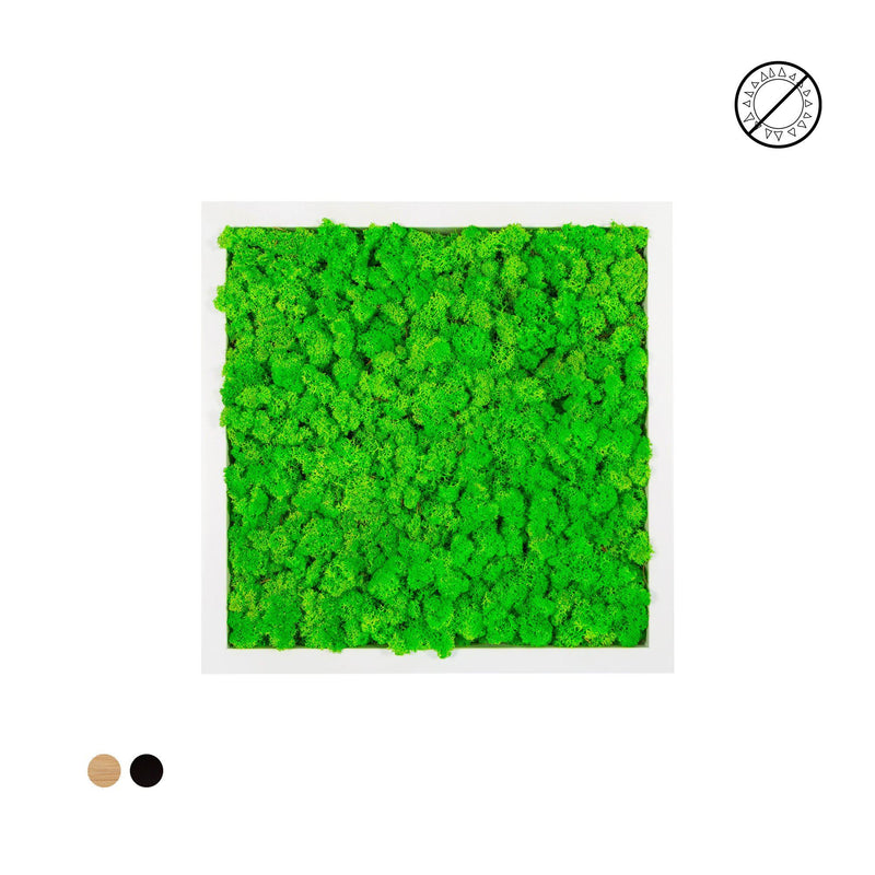Tableau lichen vert pomme carré 60x60 PLANTES ET POTS DE BUREAUX 