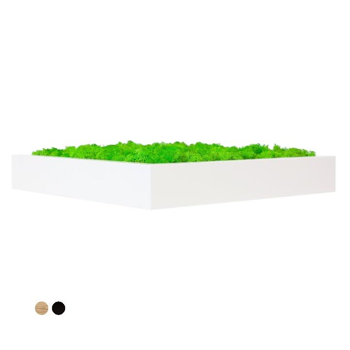 Tableau lichen vert pomme carré 60x60 PLANTES ET POTS DE BUREAUX 