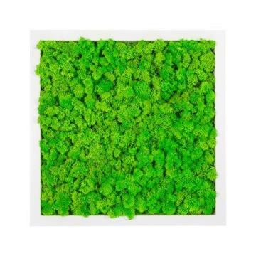 Tableau lichen vert pomme carré 60x60 PLANTES ET POTS DE BUREAUX  blanc