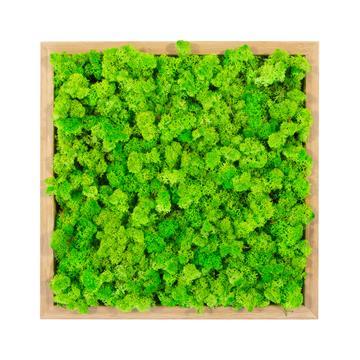 Tableau lichen vert pomme carré 60x60 PLANTES ET POTS DE BUREAUX  en bois