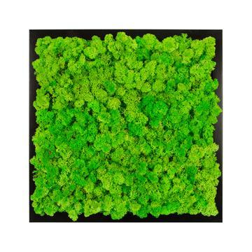 Tableau lichen vert pomme carré 60x60 PLANTES ET POTS DE BUREAUX noir