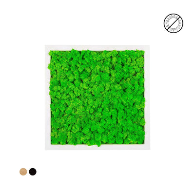 Tableau lichen vert pomme carré 40x40 PLANTES ET POTS DE BUREAUX 