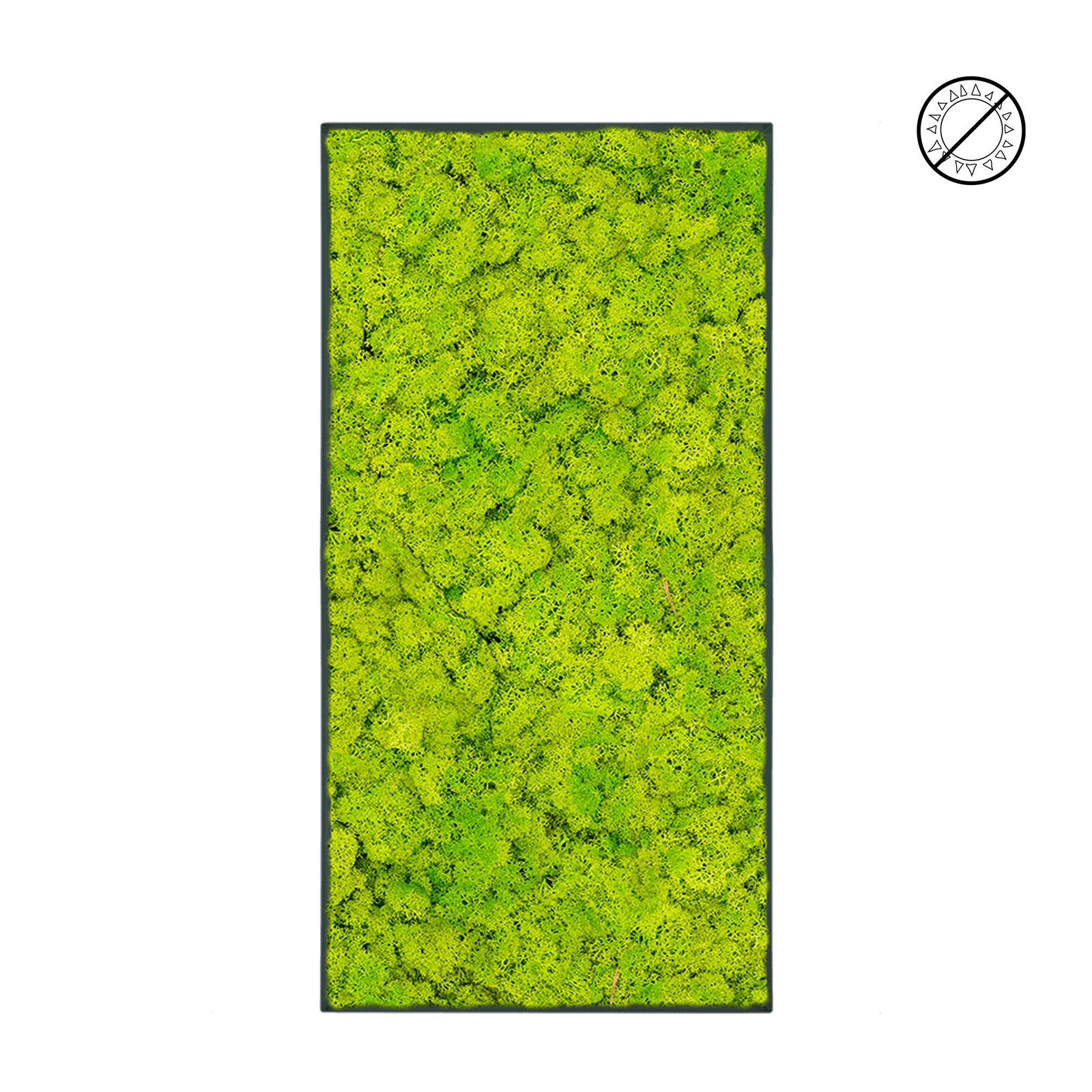 Tableau Lichen Vert printemps 100x50 PLANTES ET POTS DE BUREAUX 