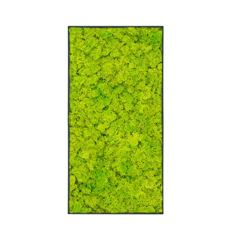 Tableau Lichen Vert printemps 100x50 PLANTES ET POTS DE BUREAUX Anthracite 