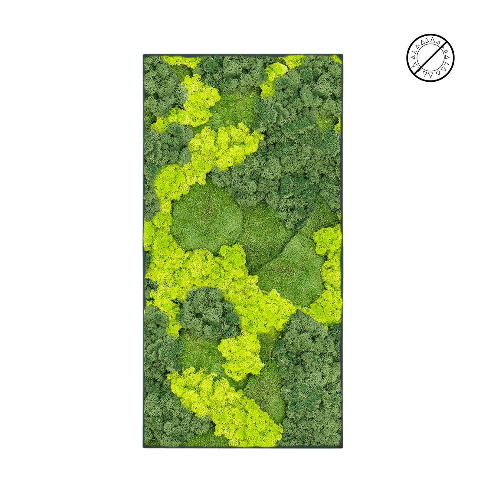 Tableau mixte mousse et lichen 100x50 PLANTES ET POTS DE BUREAUX 