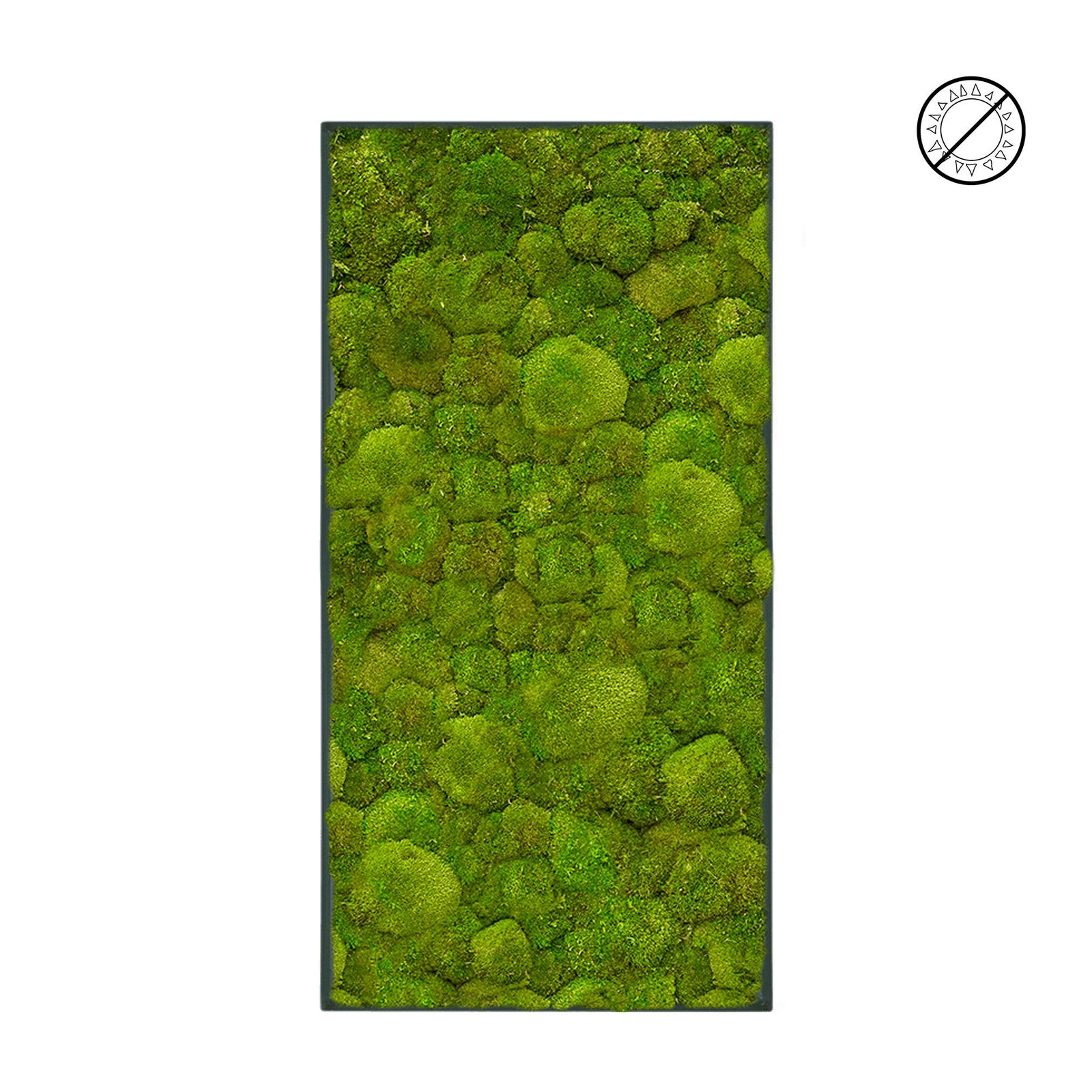 Tableau mousse boule 100x50 PLANTES ET POTS DE BUREAUX 