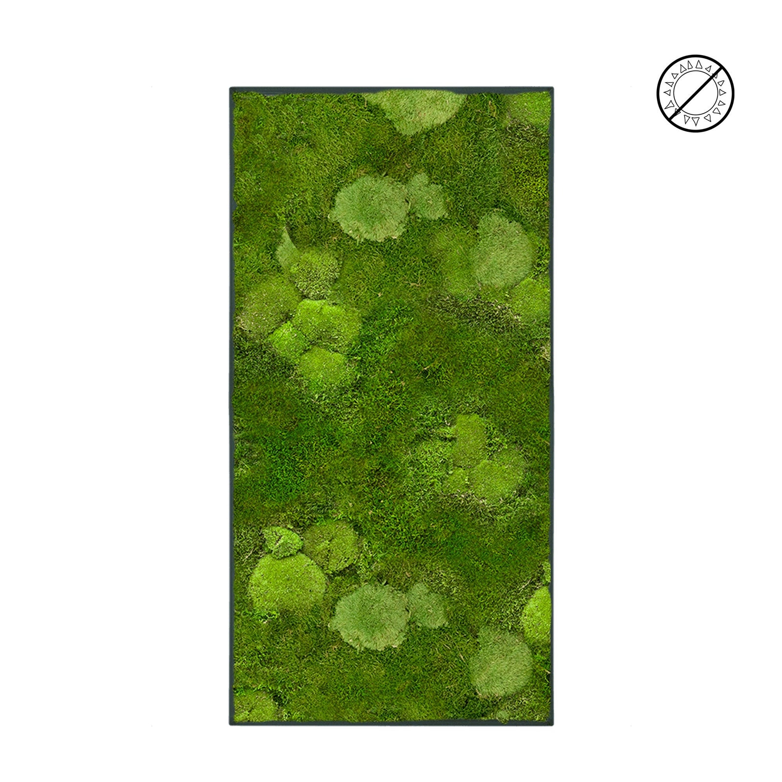 Tableau mousse mixte 100x50 PLANTES ET POTS DE BUREAUX 